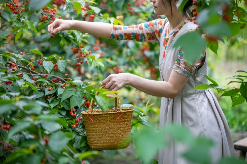 千库网_摘樱桃女孩摄影图_摄影图编号57428