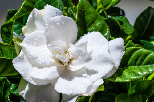 千库网_栀子花花朵白天栀子花白色花朵室内花朵摄影图配图_摄影图编号157028