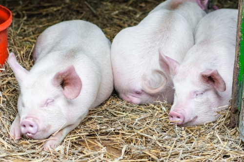 千库网_三只小猪的猪睡在农场失速的稻草上休息 _摄影图编号804953