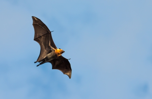 千库网_巨大的蝙蝠，蓝色的天空_摄影图编号309573