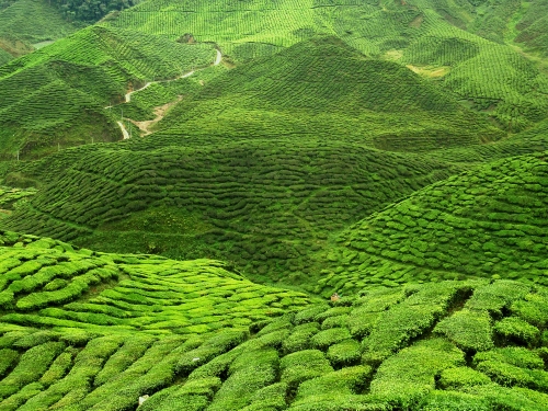 千库网_航拍风景优美绿色茶园_摄影图编号274676