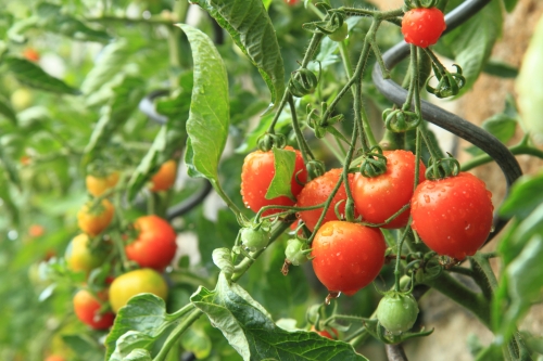 千库网_从家庭农场-番茄植物的详细信息 _摄影图编号276324