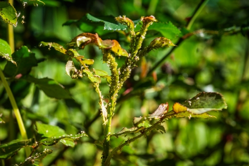 千库网_玫瑰害虫。绿玫瑰蚜虫 Macrosiphum rosae、蚜科和大玫瑰叶蜂 Arge pagana 在年轻的茎和玫瑰花蕾上。_摄影图编号11988508